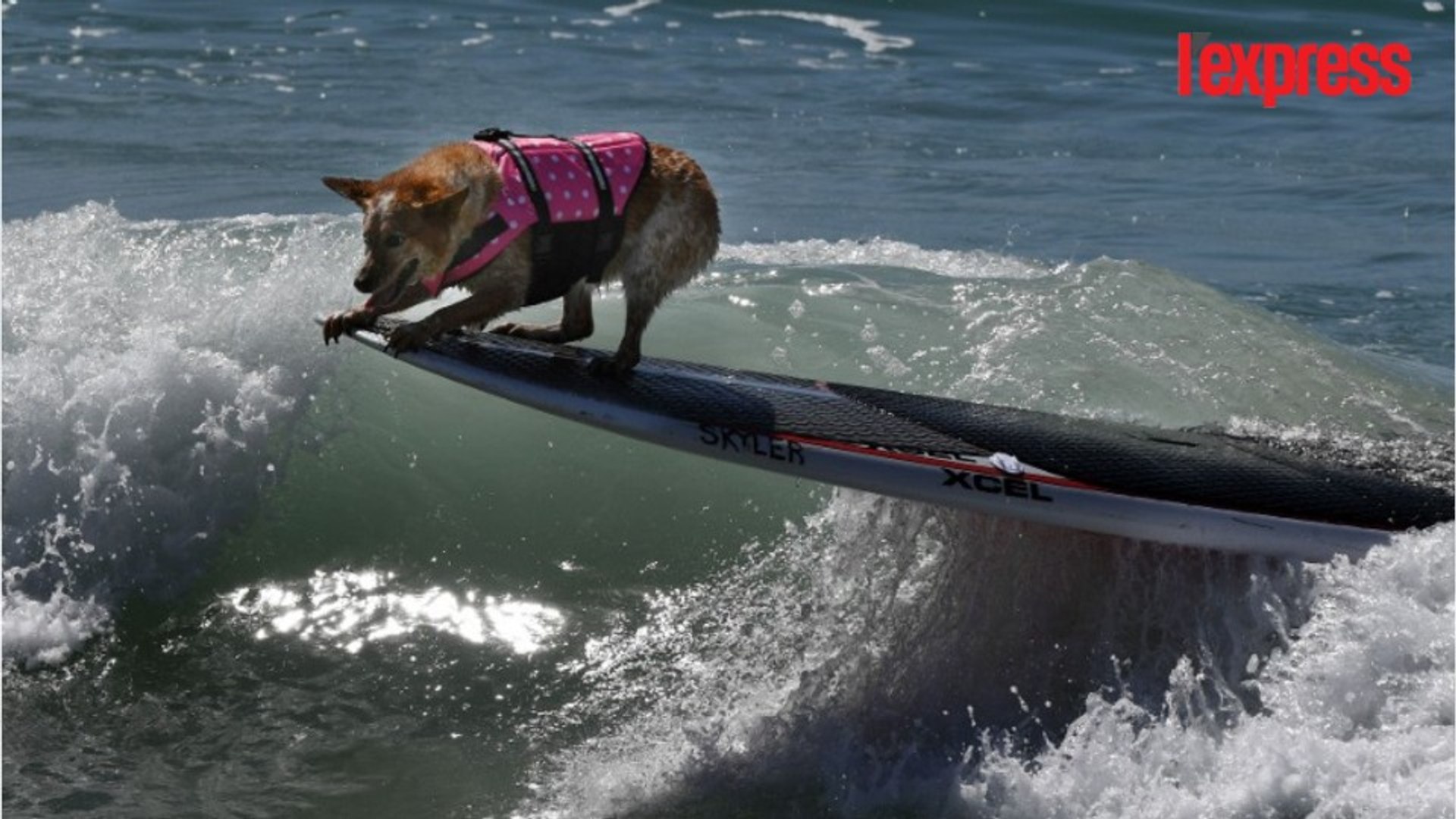 Des chiens surfeurs affrontent les vagues de Californie - Vidéo Dailymotion