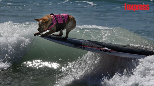 Des chiens surfeurs affrontent les vagues de Californie