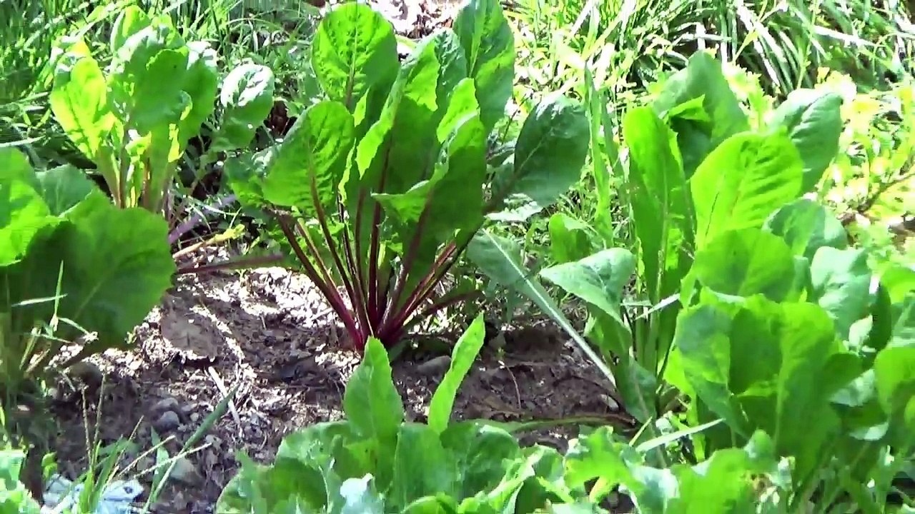 Homestead Work ~ Garden Harvest ~ Logging Forest