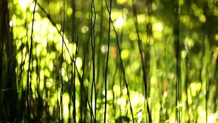 Stive Morgan - Rain Will Tell All-e_cDWNcT-QY-HQ