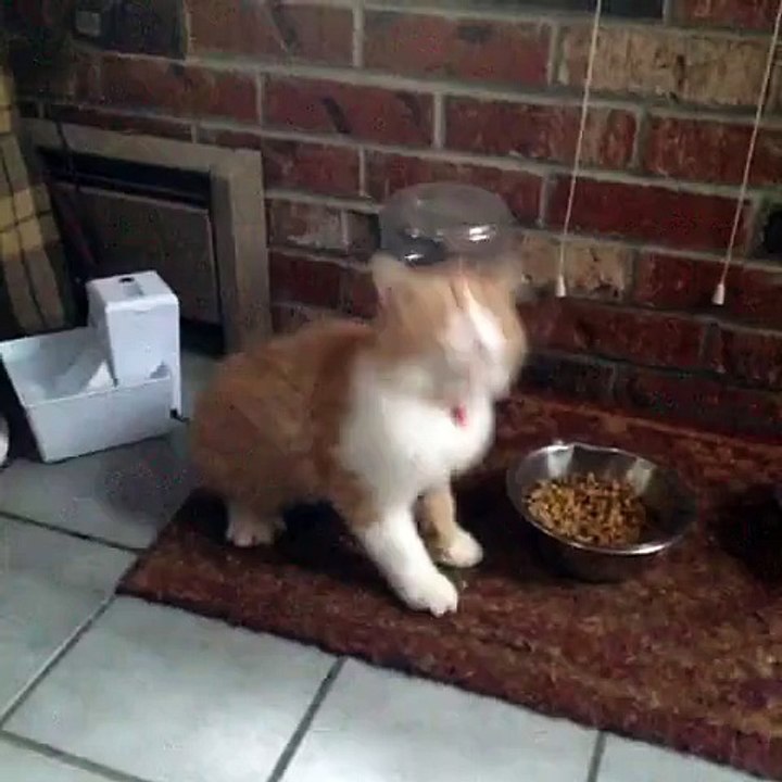 Awesome kitty dancing