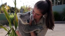 Mira la tierna reacción de un Koala con su dueña