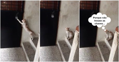 Quando um gato chega a casa tarde e percebe que se esqueceu das chaves...