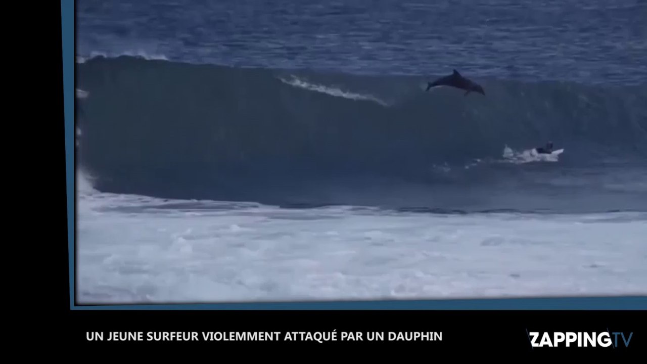 Un surfeur violemment attaqué par un dauphin, les images insolites (Vidéo)