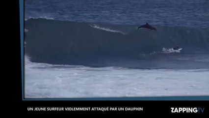 Un surfeur violemment attaqué par un dauphin, les images insolites (Vidéo)
