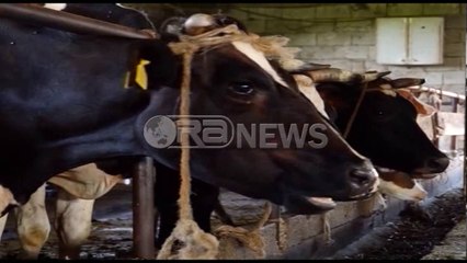 Ora News - Sëmundja e gjedhit, Ferro: Javën tjetër nisin lehtësirat