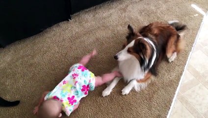 Cette petite fille a le meilleur professeur qui soit pour apprendre à ramper