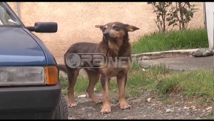 Download Video: Bashkia e Lezhës nis vaksinimin e qenve endacakë