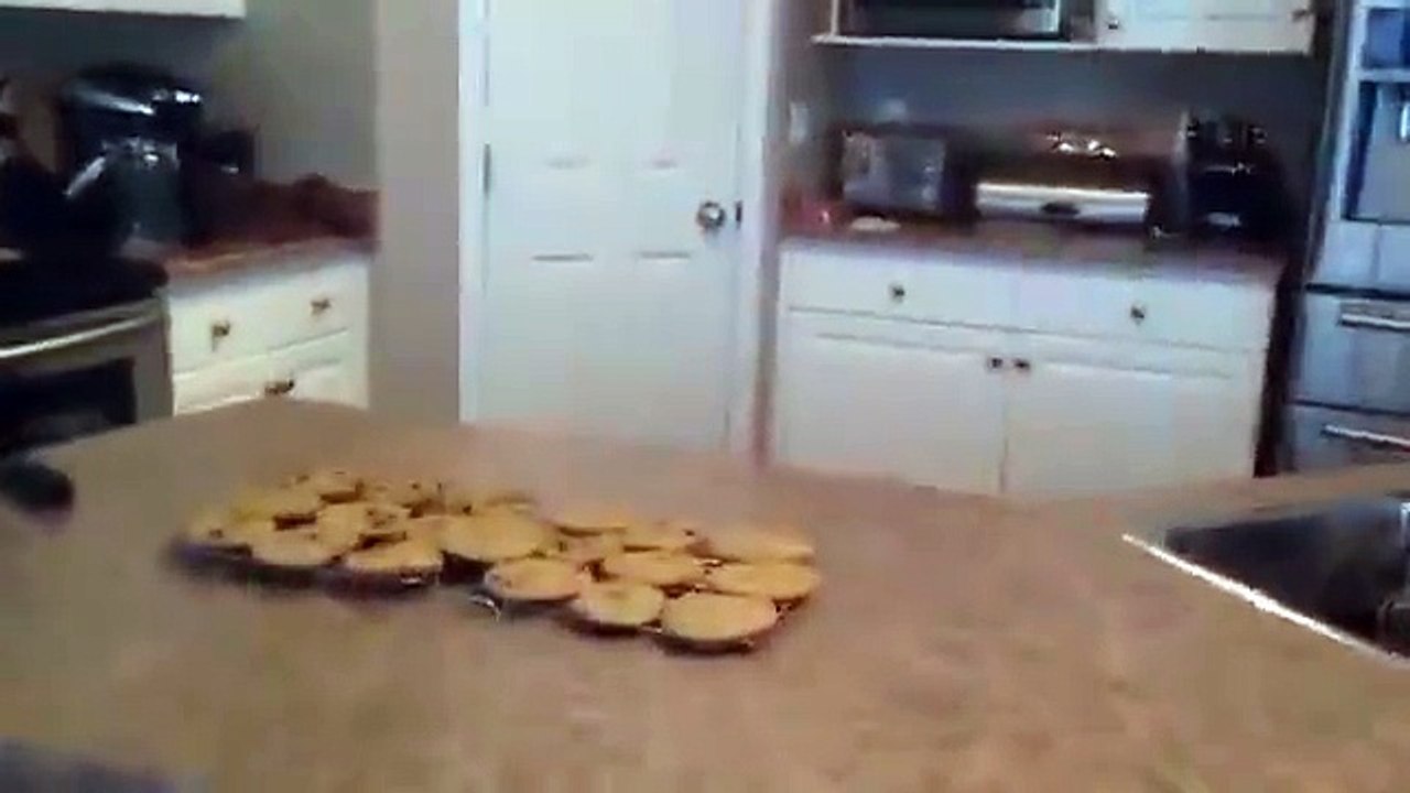 Questi animali sono veramente folli fanno cose fuori dal normale