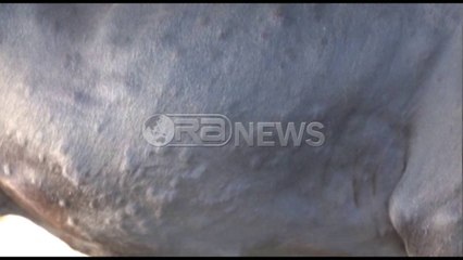 Ora News -  Nuk ia vaksinojnë, fermeri e lidh lopën para Drejtorisë së Bujqësisë