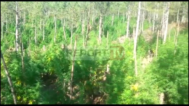 Report TV - Pukë, asgjësohen 5 700 rrënjë kanabis, në kërkim poseduesit