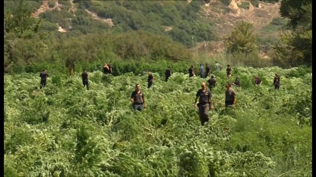 Ora News - Operacioni antikanabis, Tahiri merr në aksion gazetarët e kronikës