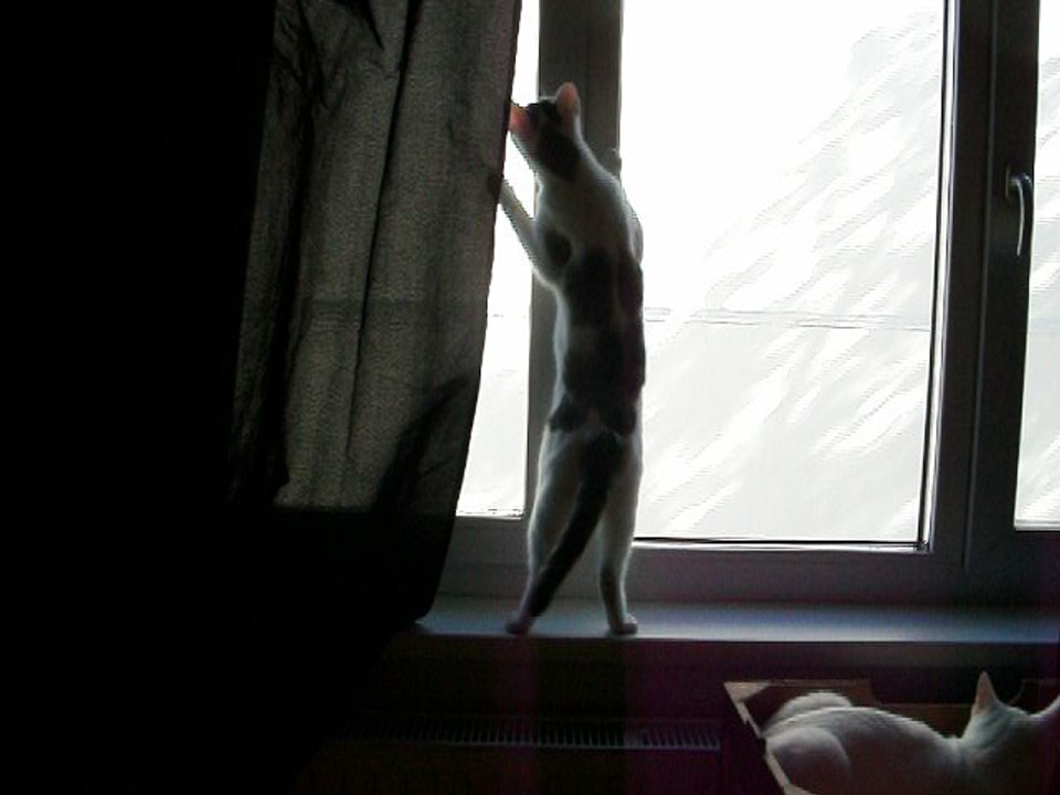 Harvey und Vinzent am 25.09.2016