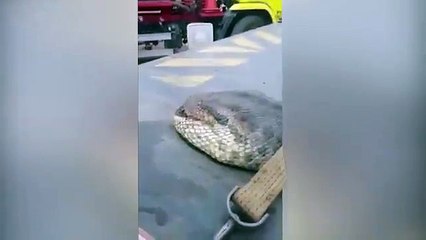 Questo è OGM Il serpente più lungo del mondo UN MOSTRO