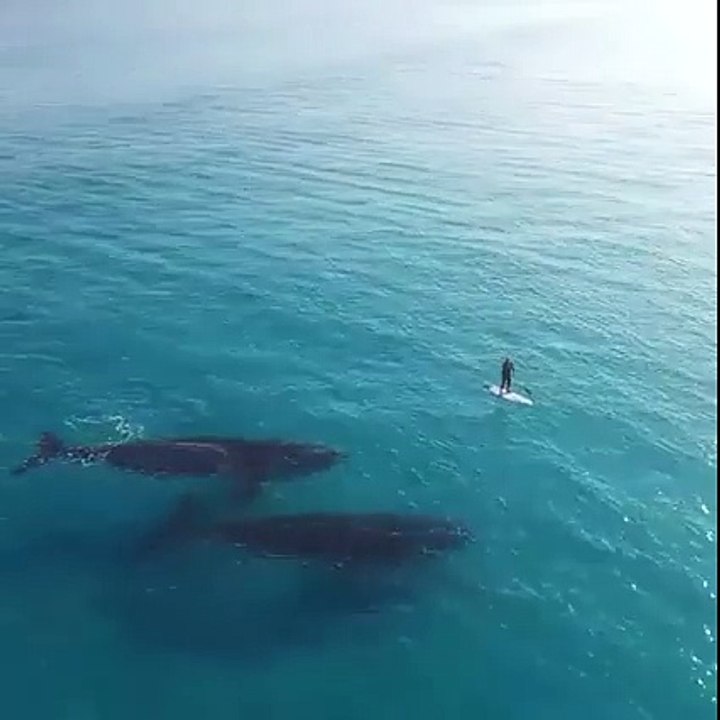 Mentre fa surf le balene gli fanno sorpresa in questo modo