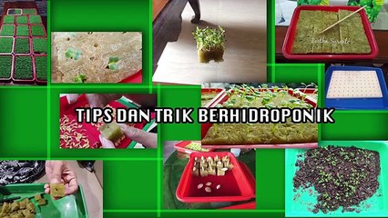 Easy way planted onion hydrophonic system