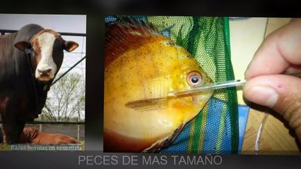 MORINGA PARA  GANADOS MAS PROTEINA 3137309087-720p