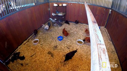 Triaging Rescued Animals ll Animal ER