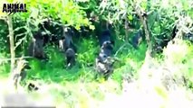 Anaconda Attack Amazing Video - Anaconda Fight To Death - Most Shocking Animals Attack