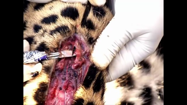 When Prey Fights Back l Porcupine Kills Leopard new