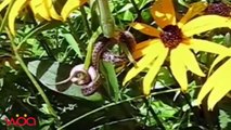 Giant praying mantis attacks snake and eating it ll unbelievable !
