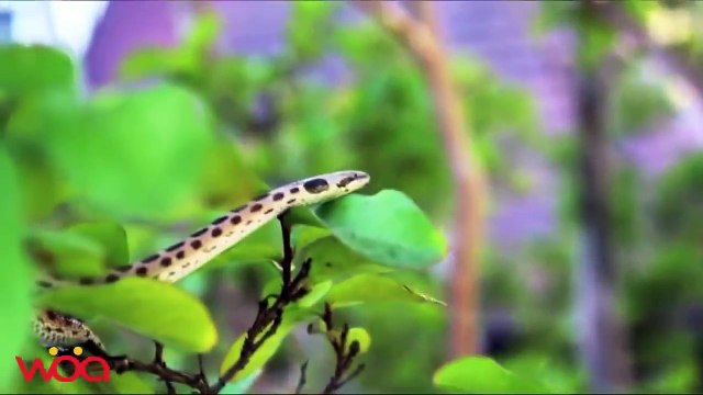 Poor bird ll Snake hunting, eating fledgling birds and eggs when mom bird absent