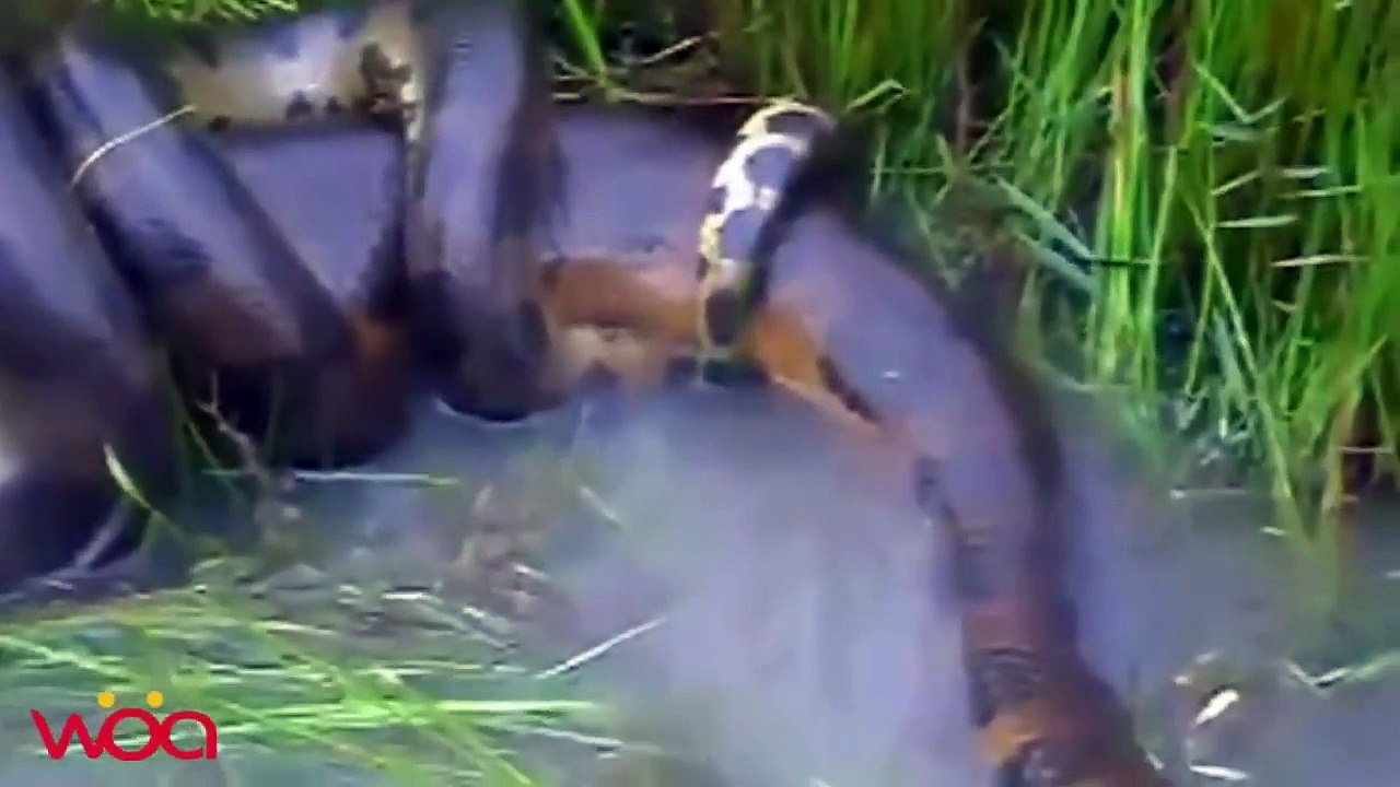 Have you ever seen The biggest and the most dangerous ll snake making love in nature