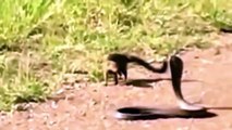 Amazing Mom Mongoose vs cobra snake save her baby ll Mongoose vs snake compilation new