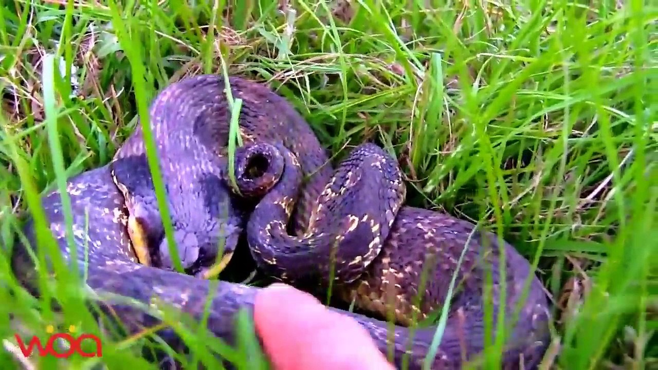 Best Tactic ll Snakes playing dead fool enemies, Eastern Hognose