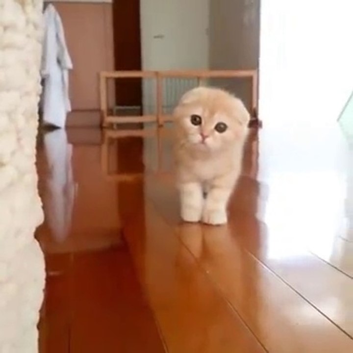 Petit chat très mignon qui joue à 123 soleil