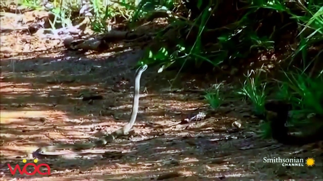 The most dangerous enemy of snakesllHoney badger, Mongoose, Eagle, Secretary bird, king cobra