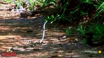 The most dangerous enemy of snakesllHoney badger, Mongoose, Eagle, Secretary bird, king cobra