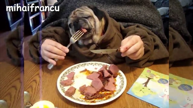 Pugs - A Funny Pug Videos Compilation NEW HD