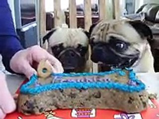 Pugs Barkday - Pug Birthday