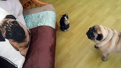 Pugs Barking at Pillow