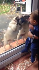 Pugs can t contain their excitement after meeting baby