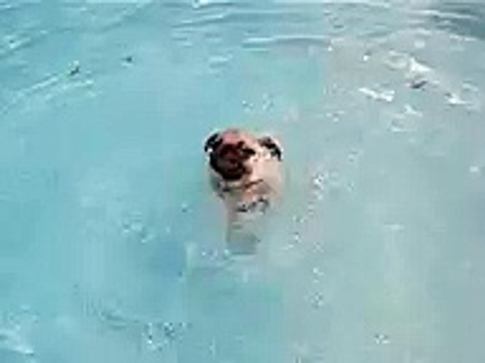 Pugs Can t Swim