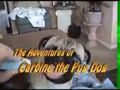Pugs Carbine the Pug Dog loves peanut butter