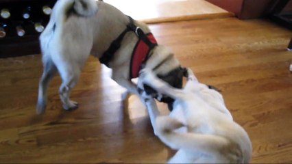 Pugs Clean the Floor