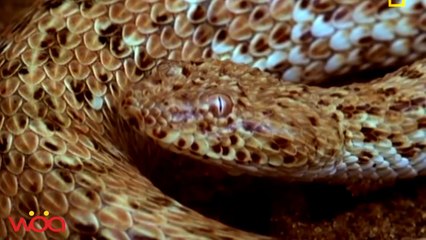 CAN YOU SEE IT - Amazing Camouflage llSnake attack. Lizard, Mouse