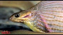 Amazing King Cobra Snake eating Eggs
