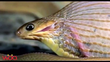 Amazing King Cobra Snake eating Eggs