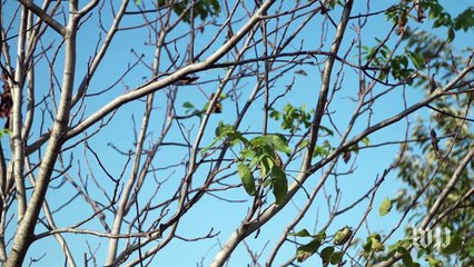 How one man is working to preserve a historic town on the Underground Railroad