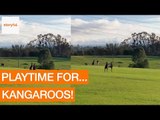 Boxing Kangaroos Disturb Orchard Hills Tranquility