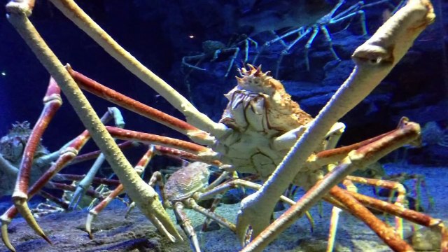 Top 10 Most Terrifying Animals