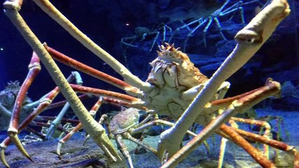 Top 10 Most Terrifying Animals