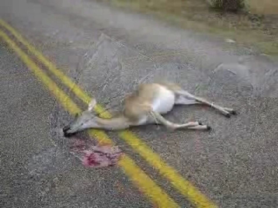 (videos)caza-de_accidentes_choque_con_ciervo