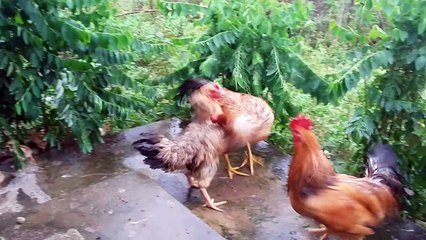 Chú gà trống chuẩn soái ca của năm :v :v :v Nện cả bà đẻ :D