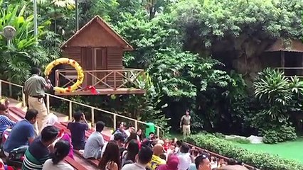 Beautiful parrot flight seen in slo-mo